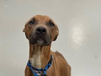 Beans N Toast -  Mixed Breed Dog for Adoption - Beans N Toast | PetCurious