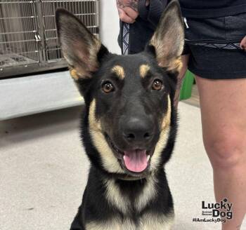 Eazy -  German Shepherd Dog Dog for Adoption in Washington, District Of Columbia - Eazy | PetCurious