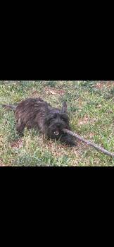 Charlie -  Cairn Terrier Dog for Adoption in Plano, Texas - Charlie | PetCurious