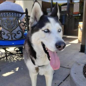 SCOOBY -  Husky Dog for Adoption in Alameda, California - SCOOBY | PetCurious