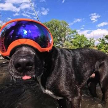 Willow -  Labrador Retriever Dog for Adoption in Incline Village, Nevada - Willow | PetCurious