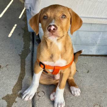 Gibby PR crate -  Pit Bull Terrier Dog for Adoption in Union, Missouri - Gibby PR Crate | PetCurious