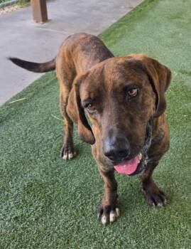 Buck -  Hound Dog for Adoption in Midland, Texas - Buck | PetCurious