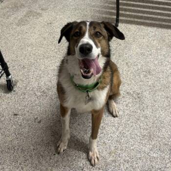 Maple -  Mixed Breed Dog for Adoption in Mentor, Ohio - Maple | PetCurious