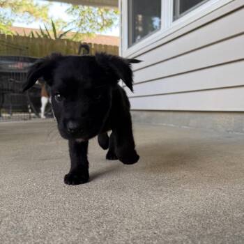 Squints McFlirts -  Flat Coated Retriever and Black Labrador Retriever Dog for Adoption in New Orleans, Louisiana - Squints McFlirts | PetCurious