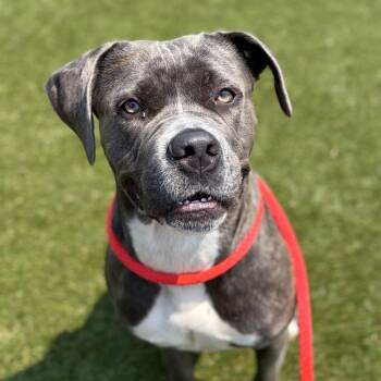 Nayna -  Mastiff Dog for Adoption in Philadelphia, Pennsylvania - Nayna | PetCurious