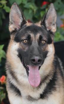Tobin von Trostberg -  German Shepherd Dog Dog for Adoption in Los Angeles, California - Tobin Von Trostberg | PetCurious