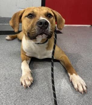 Mixed Breed Dogs Available for Adoption in West Chester, Pennsylvania - Finston | PetCurious