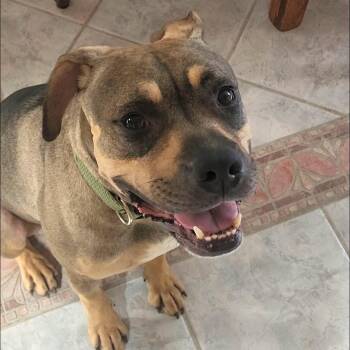 Charlie, big hearted boy- foster to adopt -  Mixed Breed and Boxer Dog for Adoption in Houston, Texas - Charlie, Big Hearted Boy- Foster To Adopt | PetCurious