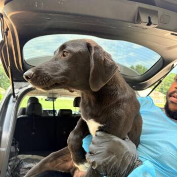 RAVI 5824 -  Mixed Breed Dog for Adoption in Loxahatchee Groves, Florida - RAVI 5824 | PetCurious