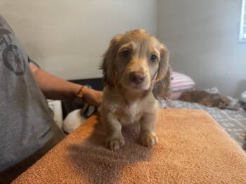 Harley -  Miniature Dachshund Dog for Sale in Port Richey, Florida - Harley | PetCurious