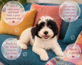Sacha -  Havanese and Poodle Dog for Adoption in Escondido, California - Sacha | PetCurious