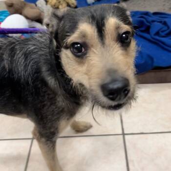 Terrier Dogs Available for Adoption in Birmingham, Alabama - Wilbur | PetCurious