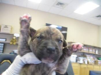 CAPTAIN MORGAN -  Pit Bull Terrier Dog for Adoption in Ocala, Florida - CAPTAIN MORGAN | PetCurious