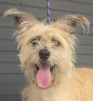 Roselle -  Terrier Dog for Adoption in Newport, Tennessee - Roselle | PetCurious