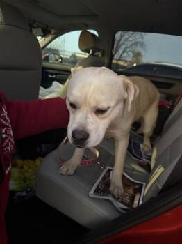 Rescue Mixed Breed Dogs for Adoption in West Chester, Pennsylvania - Snickers | PetCurious