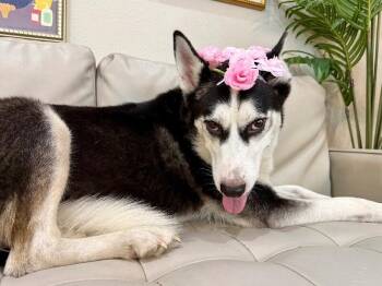 Mama Sweetie Sparkling Showgirl -  Husky Dog for Adoption in Friendswood, Texas - Mama Sweetie Sparkling Showgirl | PetCurious