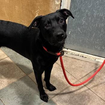 Whiskey -  Mixed Breed Dog for Adoption in Chattanooga, Tennessee - Whiskey | PetCurious