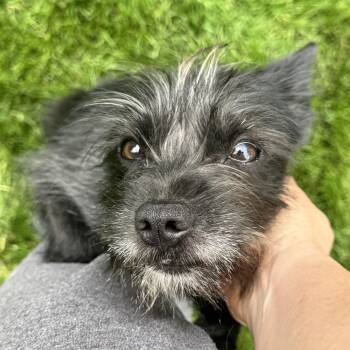 Yorkshire Terrier and Schnauzer Dogs Available for Adoption in Gainesville, Virginia - Jemma | PetCurious