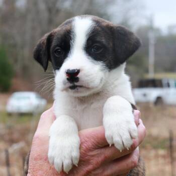 Shepherd Dogs Available for Adoption in Eastford, Connecticut - CT Mazda Avail Apr 25 | PetCurious