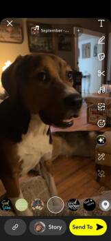 Spring Litter: May -  Shepherd and Terrier Dog for Adoption in Oswego, South Carolina - Spring Litter: May | PetCurious