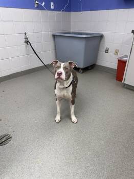 FIDOUGH -  Pit Bull Terrier and Mixed Breed Dog for Adoption in Omaha, Nebraska - FIDOUGH | PetCurious