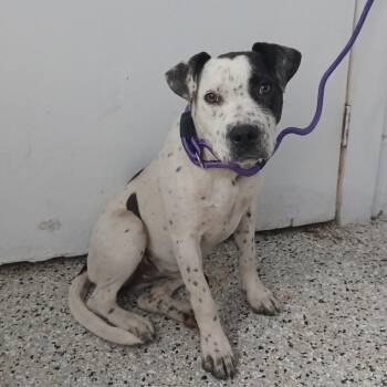 Cattle Dog and Pointer Dogs Available for Adoption in Hattiesburg, Mississippi - Marigold | PetCurious