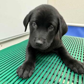 Labrador Retriever and Pit Bull Terrier Dogs Available for Adoption - Cookie Crisp | PetCurious
