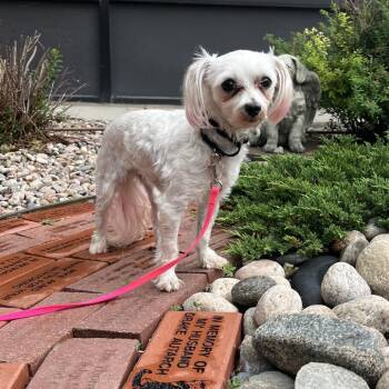 Mochi -  Maltese Dog for Adoption in Cheyenne, Wyoming - Mochi | PetCurious