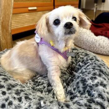 Tempest 14501 -  Maltese Dog for Adoption in San Francisco, California - Tempest 14501 | PetCurious