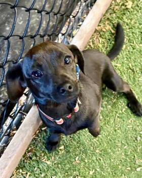 Trooper -  Chihuahua Dog for Adoption in Novato, California - Trooper | PetCurious