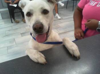 A1271108 -  Labrador Retriever and Mixed Breed Dog for Adoption in Charlotte, North Carolina - A1271108 | PetCurious