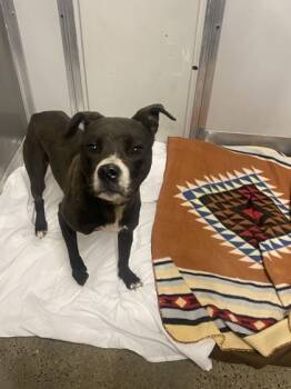 Rescue Mixed Breed Dogs for Adoption in West Chester, Pennsylvania - Stuffing | PetCurious