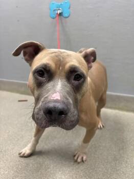 BRADLEY -  Pit Bull Terrier and Mixed Breed Dog for Adoption in Las Vegas, Nevada - BRADLEY | PetCurious