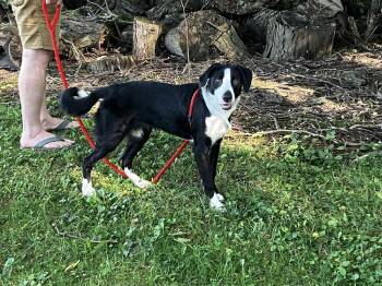 Courage -  Mixed Breed Dog for Adoption in Columbus, Ohio - Courage | PetCurious