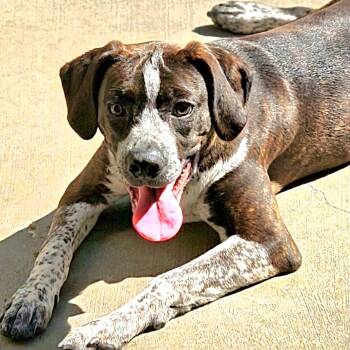 Swiss -  Boston Terrier and Boxer Dog for Adoption in Chicago, Illinois - Swiss | PetCurious