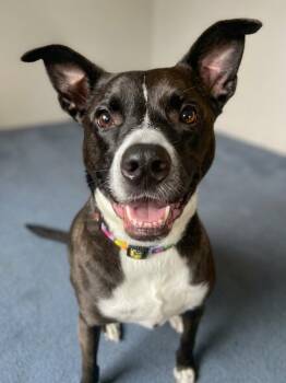 Mixed Breed and Border Collie Dogs Available for Adoption in Vashon, Washington - Halo | PetCurious