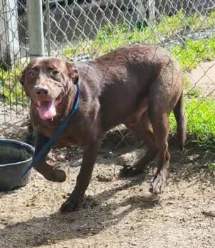COCOA BEAN -  Chocolate Labrador Retriever Dog for Adoption in Reed City, Michigan - COCOA BEAN | PetCurious