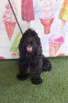 Mango -  Cocker Spaniel Dog for Adoption in Wayne, New Jersey - Mango | PetCurious