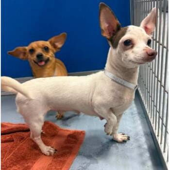 Apple -  Chihuahua and Mixed Breed Dog for Adoption in Tacoma, Washington - Apple | PetCurious