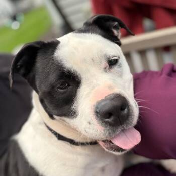 Lucky -  Pit Bull Terrier and Mixed Breed Dog for Adoption in Valparaiso, Indiana - Lucky | PetCurious