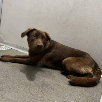 Claire -  Labrador Retriever Dog for Adoption in Des Moines, Iowa - Claire | PetCurious