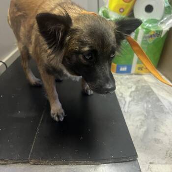 Sassy -  Pomeranian and Mixed Breed Dog for Adoption in Summerlee, West Virginia - Sassy | PetCurious