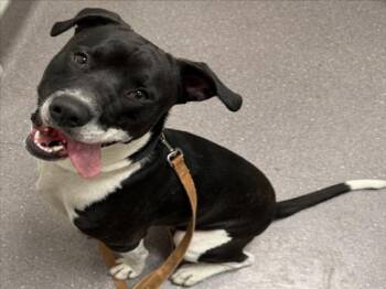 LOAF -  Pit Bull Terrier Dog for Adoption in Tracy, California - LOAF | PetCurious