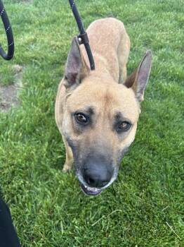 Belgian Shepherd Malinois Dogs Available for Adoption in Indianapolis, Indiana - CARHARTT | PetCurious
