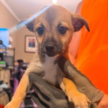 Lola -  Mixed Breed Dog for Adoption in Madison, Wisconsin - Lola | PetCurious