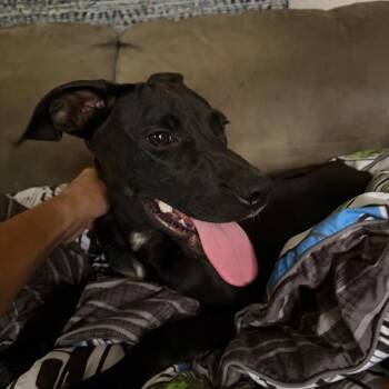 Chess Piece -  Terrier Dog for Adoption in Parrish, Alabama - Chess Piece | PetCurious