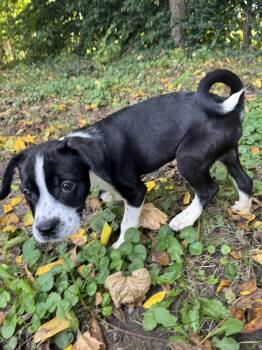 Gargoyle -  Boston Terrier Dog for Adoption - Gargoyle | PetCurious