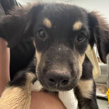Fable -  Labrador Retriever and Mixed Breed Dog for Adoption in Abilene, Texas - Fable | PetCurious