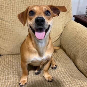 Jupiter -  Dachshund Dog for Adoption in Grand Bay, Alabama - Jupiter | PetCurious